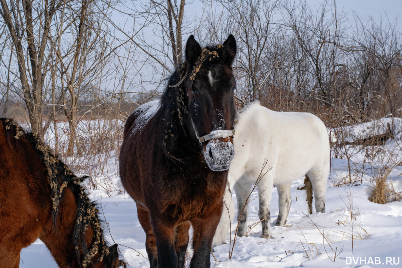 Фото по запросу Лошадь снегу