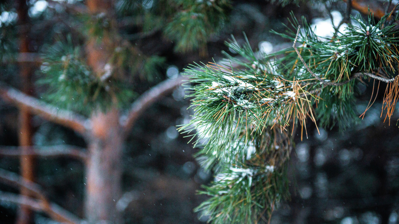 Расчет разности осадок фундаментов. Относительных осадки. Зрелость органического вещества. Относительных осадки. Максимальная осадка фундамента здания.