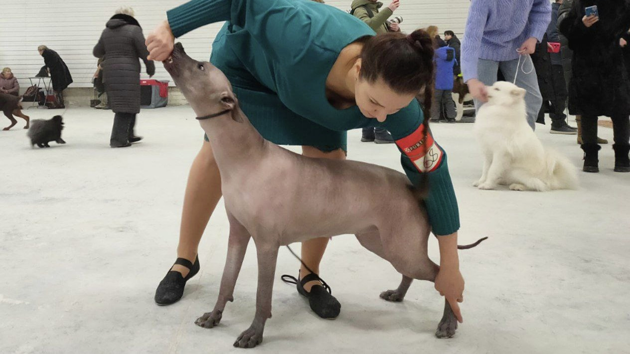 Редкую лысую собаку представили на выставке в Комсомольске (ФОТО; ВИДЕО) —  Новости Хабаровска