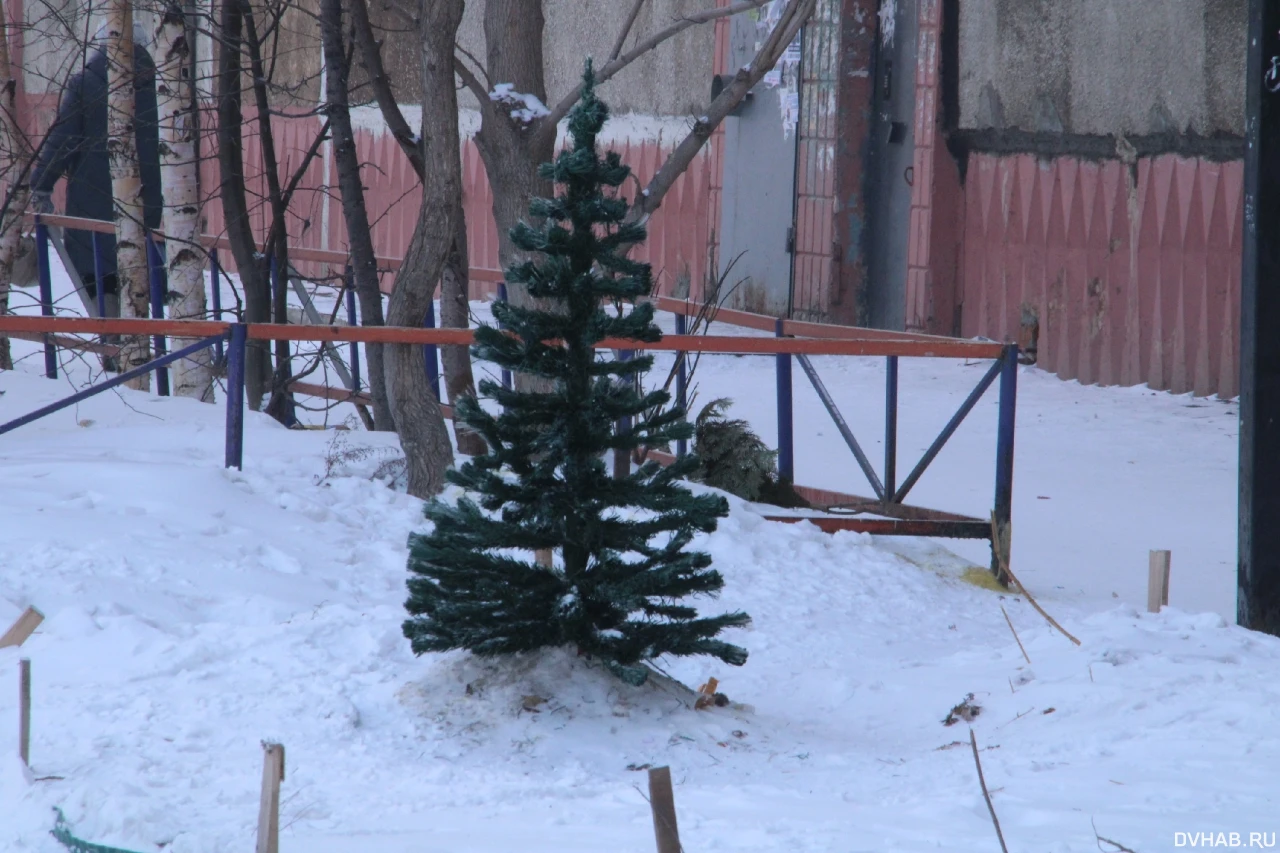 Героиня соцсетей: пять раз покушались на елку во дворе вандалы (ФОТО;  ВИДЕО) — Новости Хабаровска