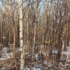 Тут уже пометили деревья — newsvl.ru