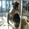 Но всё-таки сегодня пятеро щенков и взрослых псов нашли новых хозяев  — newsvl.ru