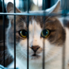 Кошки и коты сидят в клетках, но не взаперти, их периодически выпускают — newsvl.ru