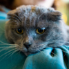 Волонтёры считают удачей, когда удаётся пристроить взрослых, "засидевшихся" котов  — newsvl.ru