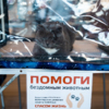 Волонтёры лечат и содержат животных на добровольные пожертвования — newsvl.ru