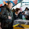 Все коты, уверяют волонтёры, аккуратны и приучены к лотку — newsvl.ru