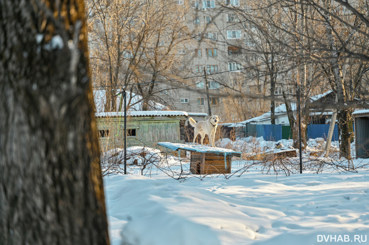 DVHAB на районе: городок крайисполкома - несостоявшийся центр хабаровской  жизни (ФОТО) — Новости Хабаровска