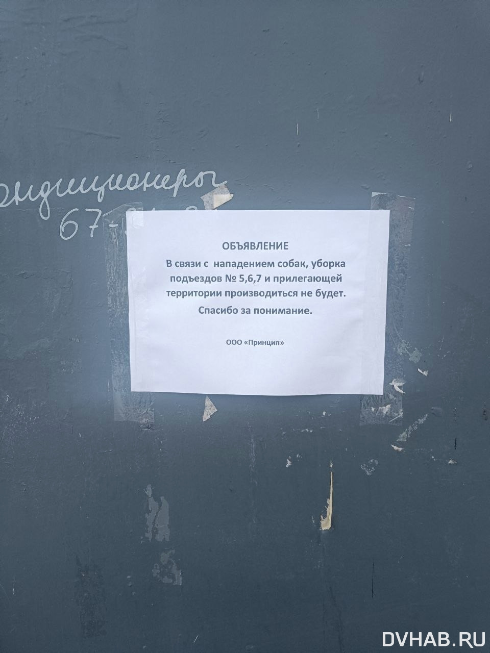 От уборки подъездов отказалась «управляйка» из-за страха перед собаками  (ФОТО) — Новости Хабаровска