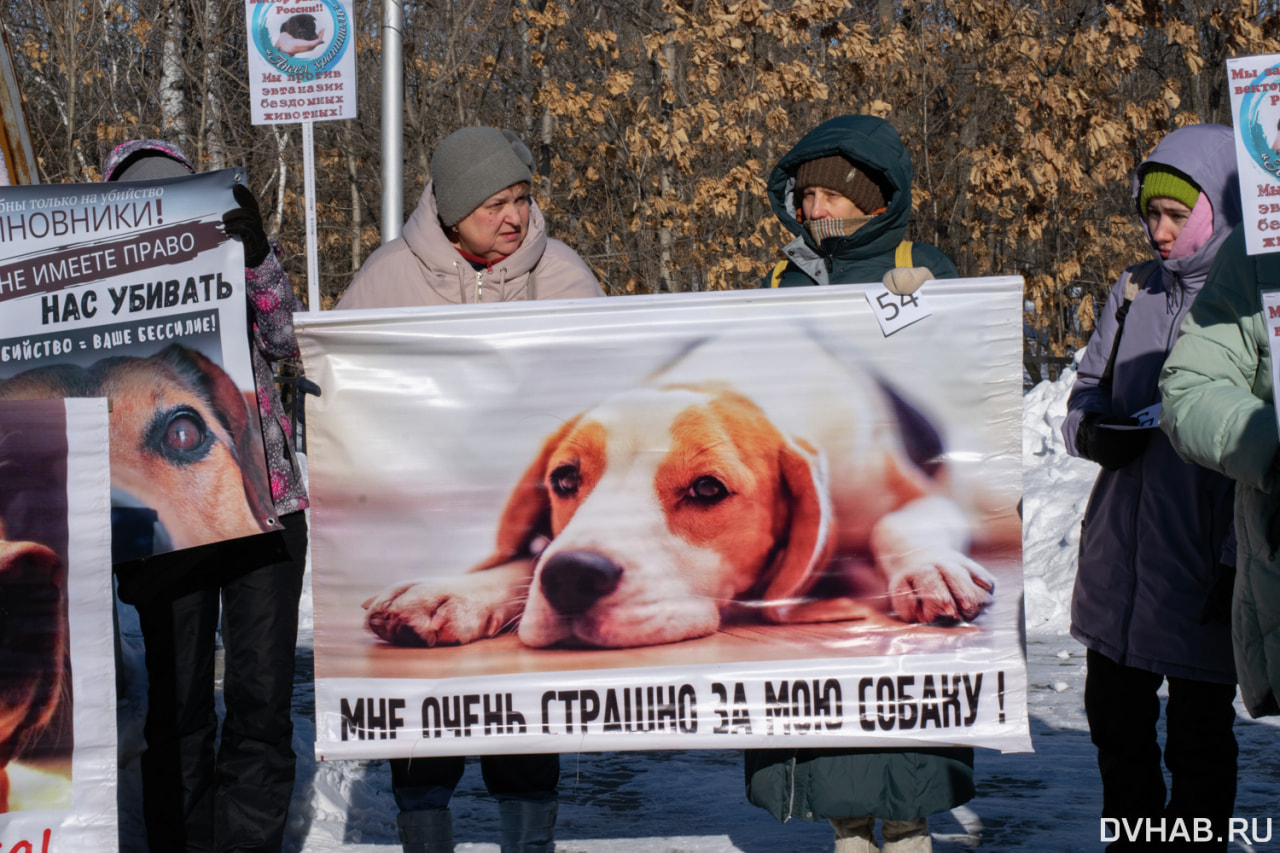 Руки прочь от песиков - митинг за животных прошел в Хабаровске (ФОТО) —  Новости Хабаровска