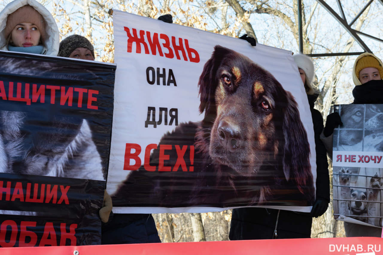 Руки прочь от песиков - митинг за животных прошел в Хабаровске (ФОТО) —  Новости Хабаровска