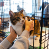 На выставке можно было познакомиться со взрослыми котами, подопечными фонда «Друг» — newsvl.ru