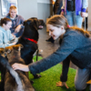 Собаки очень дружелюбные — newsvl.ru