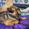 Взять взрослую и воспитанную собаку из приюта проще, чем воспитывать щенка — newsvl.ru