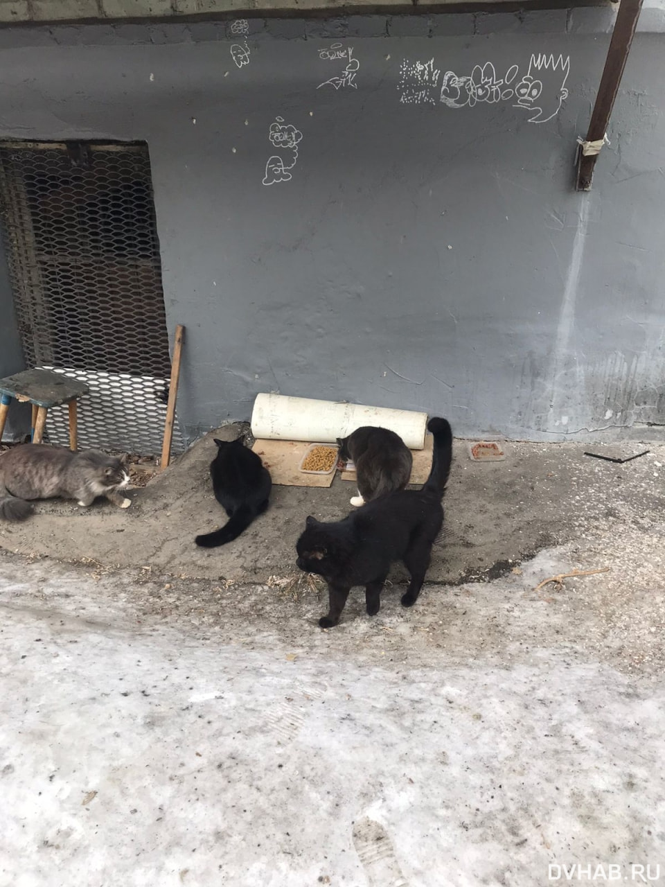 В подвале дома на Истомина замуровали кошек (ФОТО; ОБНОВЛЕНИЕ) — Новости  Хабаровска