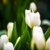 Урожай тюльпанов собирают в Ботаническом саду — newsvl.ru