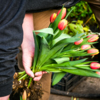 Некоторые приобретают тюльпаны с луковицами — newsvl.ru
