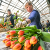 С цветов срезают луковицы и готовят к продаже — newsvl.ru