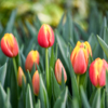 Во многих мусульманских странах, кстати, тюльпан считается священным цветком — newsvl.ru