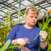 А в Нидерландах в своё время был ажиотажный спрос на луковицы этих цветов, который назвали «тюльпаноманией» — newsvl.ru