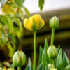 Экзотичные тюльпаны можно будет приобрести в цветочных салонах или увидеть на выставке Ботанического сада — newsvl.ru