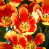 Звёздчатые тюльпаны красивы сверху – поэтому их часто высаживают в клумбу — newsvl.ru
