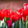 Выставка тюльпанов в оранжерее будет проходить по 10 марта — newsvl.ru