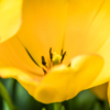 Тюльпаны имеют идеально симметричную форму — newsvl.ru
