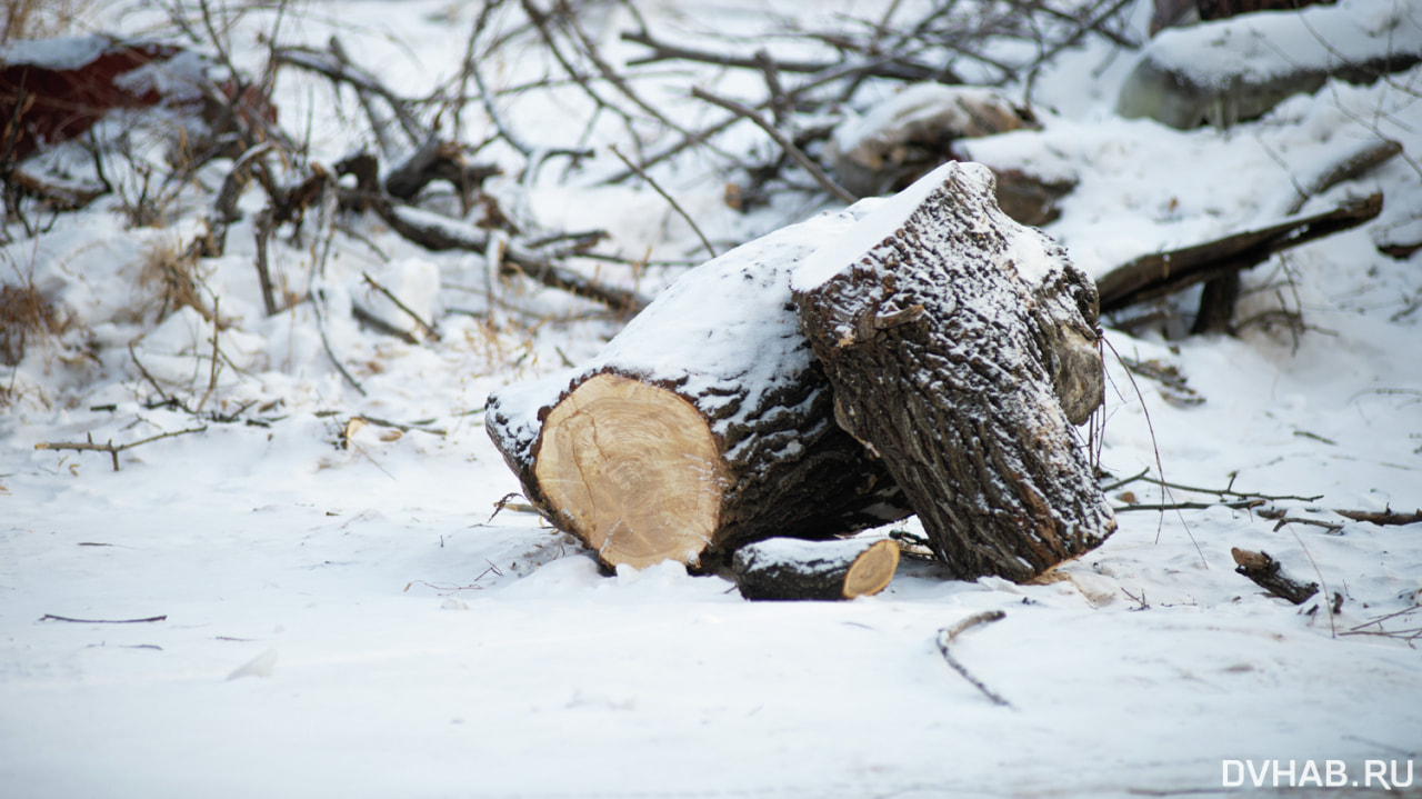 Когда срубленные деревьев уберут из парка «Динамо» - сообщили в мэрии —  Новости Хабаровска