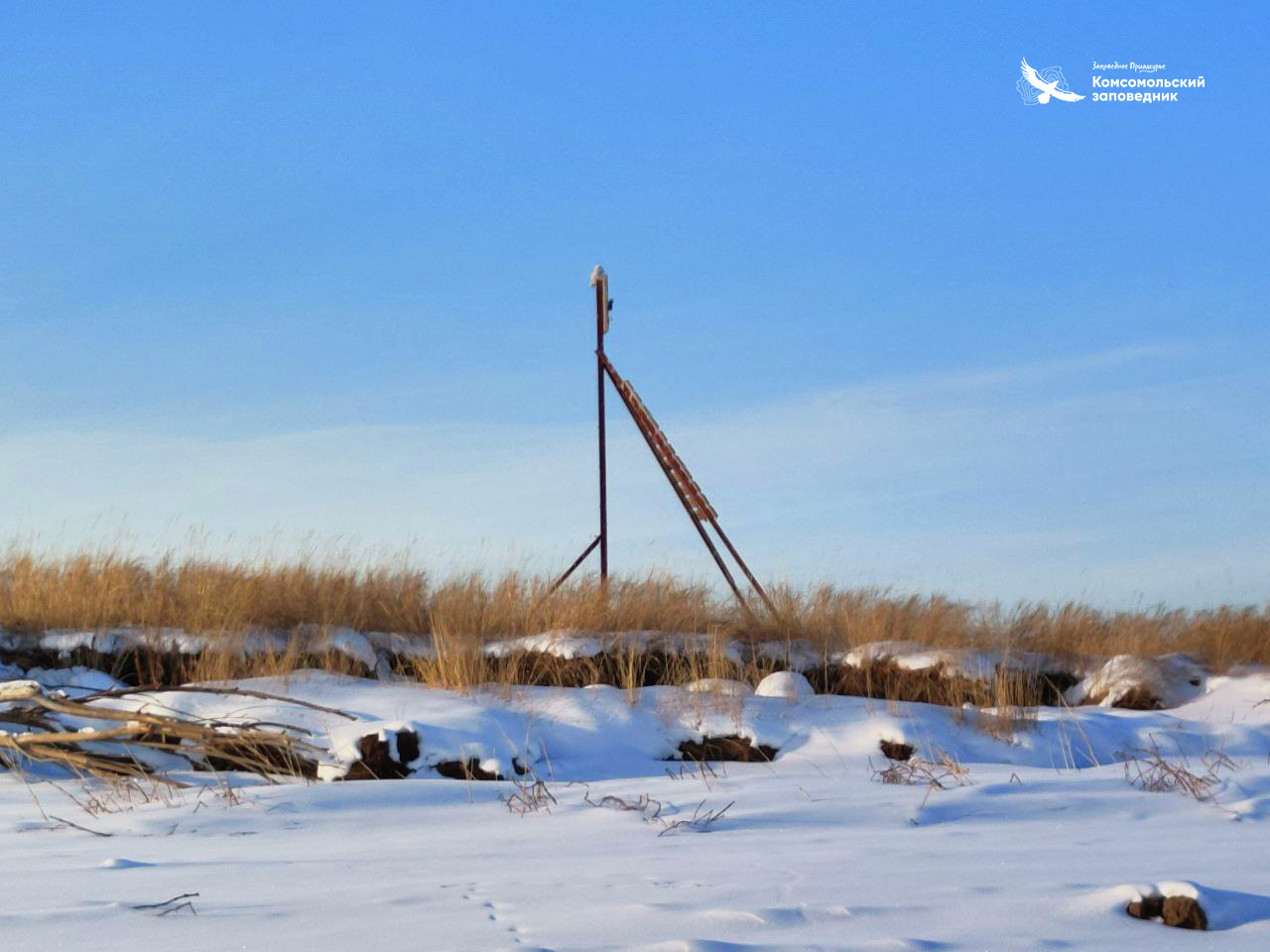 Полярная сова посетила комсомольский заповедник (ФОТО) — Новости Хабаровска