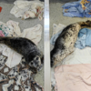 В реабилитационном центре «Тюлень» несколько животных — newsvl.ru