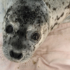 В этом году многих тюленей постигла печальная судьба — newsvl.ru