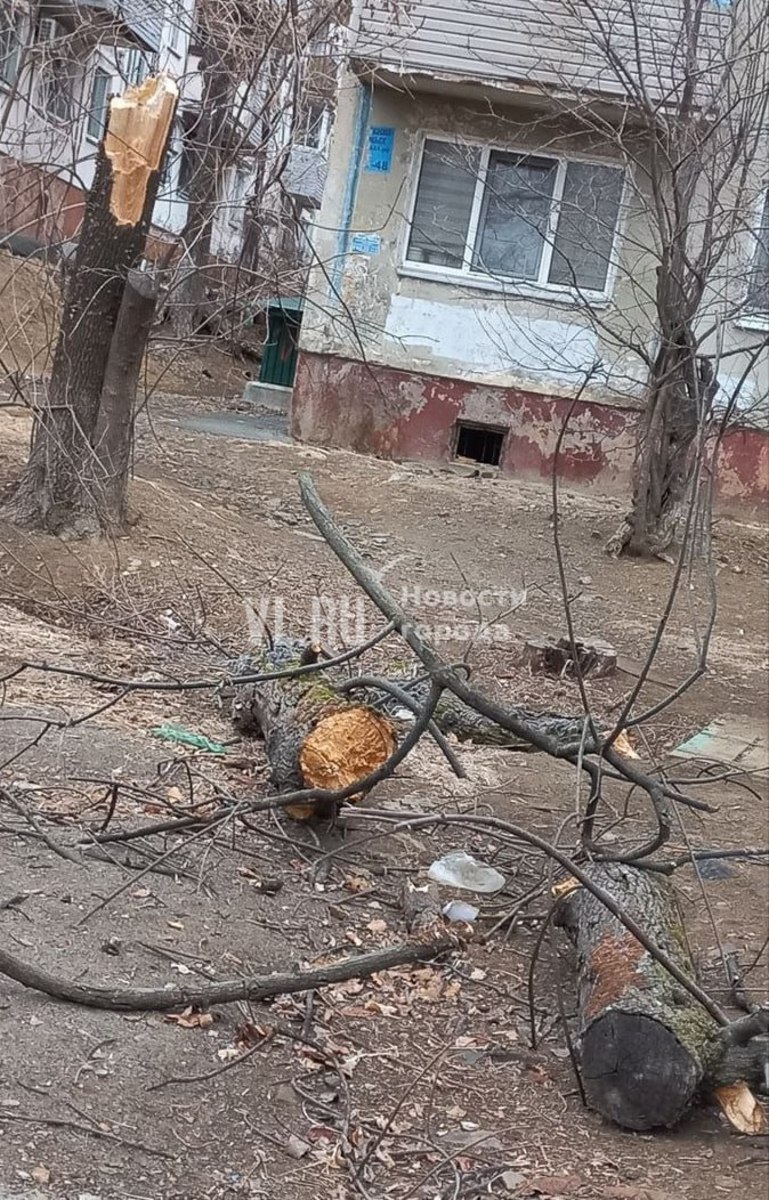 На Постышева дерево сломалось и рухнуло на пару пенсионеров – мужчину  госпитализировали – Новости Владивостока на VL.ru