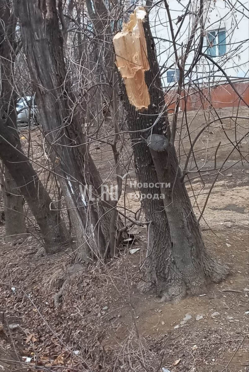 На Постышева дерево сломалось и рухнуло на пару пенсионеров – мужчину  госпитализировали – Новости Владивостока на VL.ru