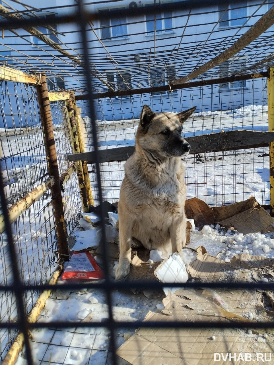 Повсюду кости: в приготовлении блюд из собак подозревают безымянный ресторан  (ФОТО) — Новости Хабаровска