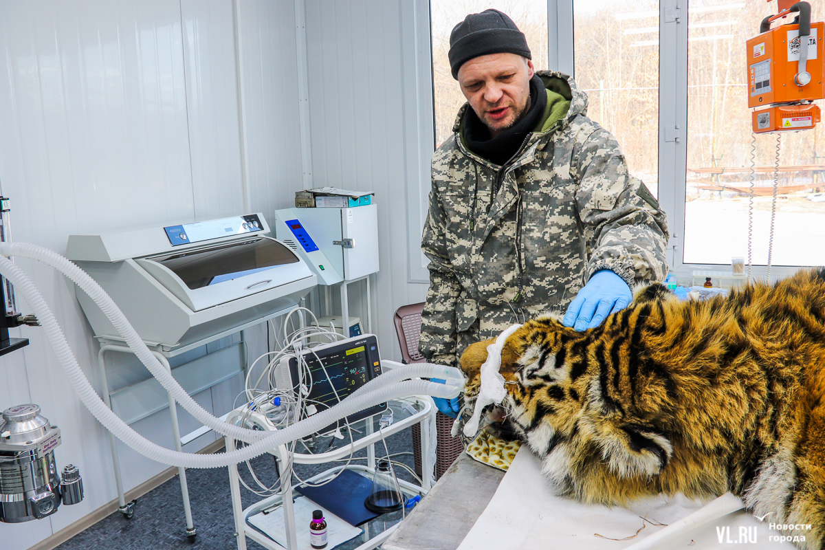 Пациенты всё взрослее, увечья тяжелее: как и от чего спасают диких животных  в приморском Центре «Тигр» – Новости Владивостока на VL.ru