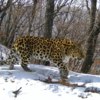 Леопард по имени Байкал. Фото: «Земля леопарда» — newsvl.ru