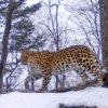 Леопард по имени Килли. Фото: «Земля леопарда» — newsvl.ru