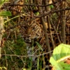 Леопард по имени Мартин Фьерро. Фото: «Земля леопарда» — newsvl.ru