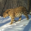 Леопард по имени Виктор. Фото: «Земля леопарда» — newsvl.ru