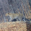 Леопард по имени Памела. Фото: «Земля леопарда» — newsvl.ru