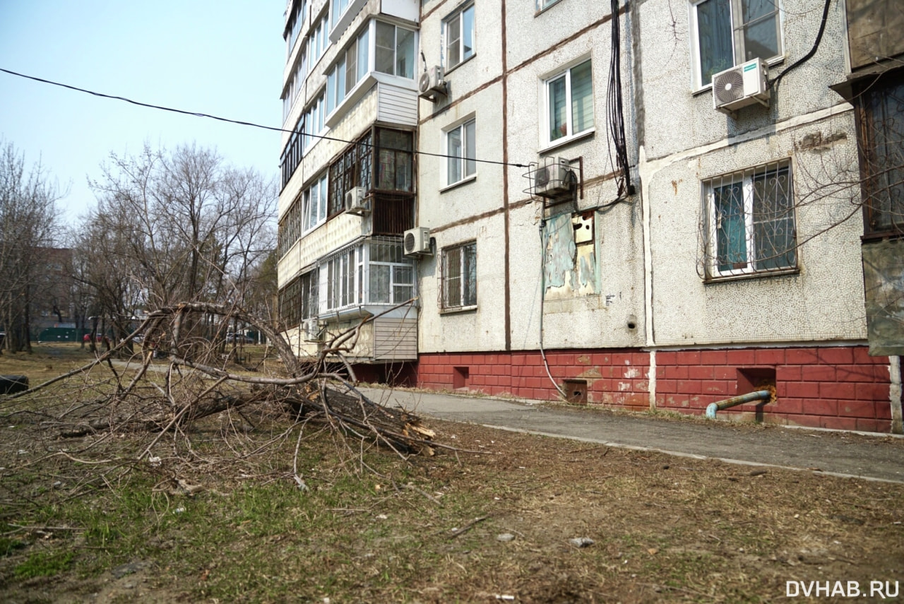 Спилили на корню: вырубка деревьев на Воронежской взволновала хабаровчан  (ФОТО: ОБНОВЛЕНИЕ) — Новости Хабаровска