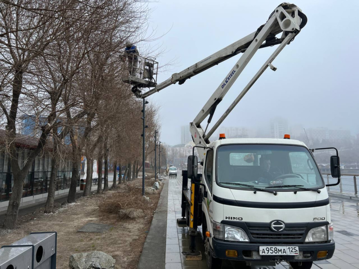 В этом году во Владивостоке планируют выполнить обрезку более 10 тысяч  деревьев – Новости Владивостока на VL.ru