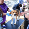 На свежем воздухе открылся спа-салон для собак — newsvl.ru