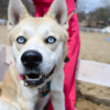 Хаски - очень фотогеничная порода собак — newsvl.ru