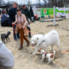 Большие и маленькие собаки легко находили общий язык — newsvl.ru