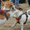 Собаки породы джек-рассел-терьер активно общались между собой — newsvl.ru