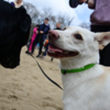 Многие собаки «улыбались» на протяжении всего пикника — newsvl.ru