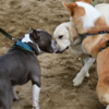 Собаки разных пород отлично сдружились на пикнике — newsvl.ru