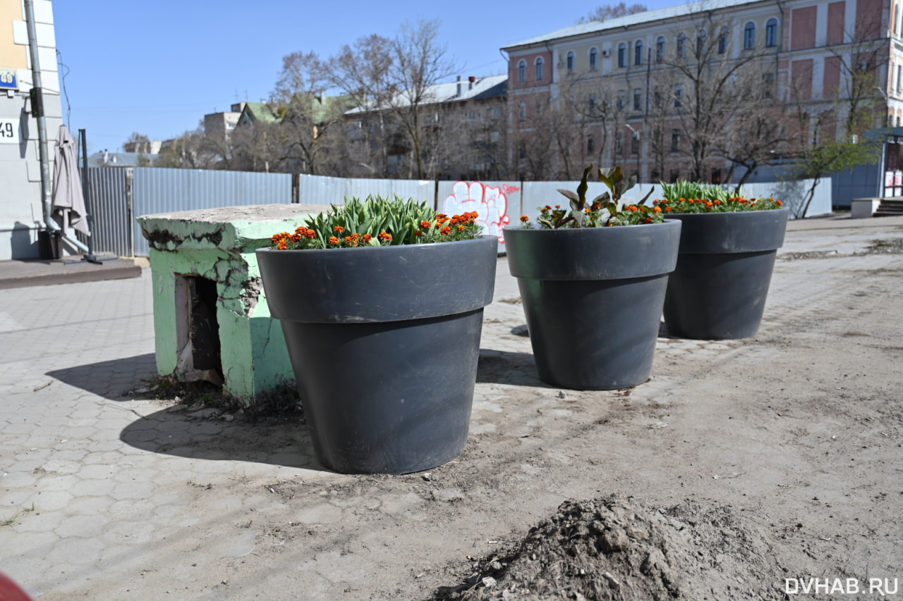 Огромными цветочными горшками украсили «красную линию» города (ФОТО) —  Новости Хабаровска