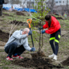 Подготовка грунта и саженца к посадке — newsvl.ru